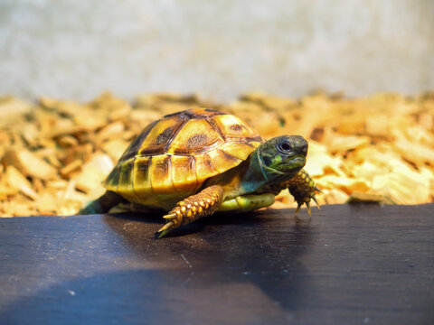 Little hermann turtle