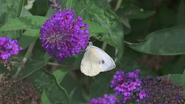 Large White Butterfly (Pieris brassicae) male feeding on Buddleia flowers, disturbed by another male flying past, probably thinking its a female. Kent, UK [Slow motion x10]