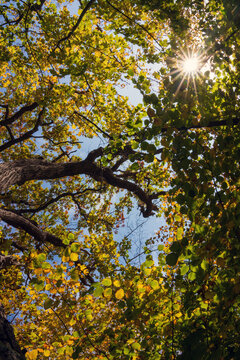 Trees with autumn foliage and sunrays.