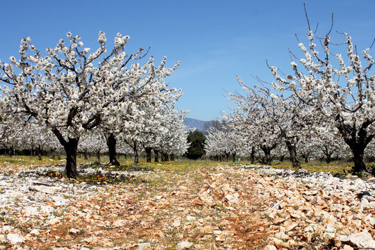 Vignoble de cerisiers dans de gros cailloux