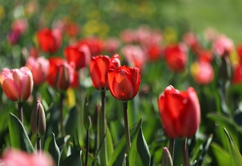 Fototapeta premium Red tulips in the garden