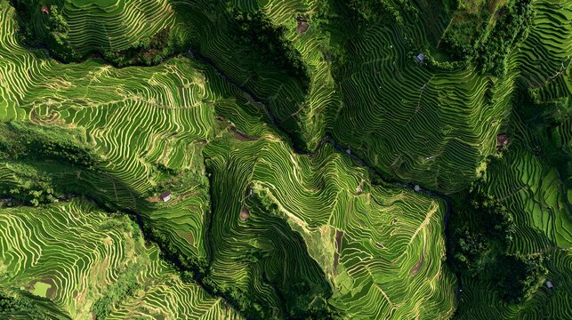 terraced rice fields crossing in multiple directional flows linking rural homes across terrain + dynamic hillside with intersecting cultivation lines + directional multi-angle lighting emphasizing flo