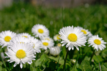 Fototapeta premium Daisies bloom in green grass
