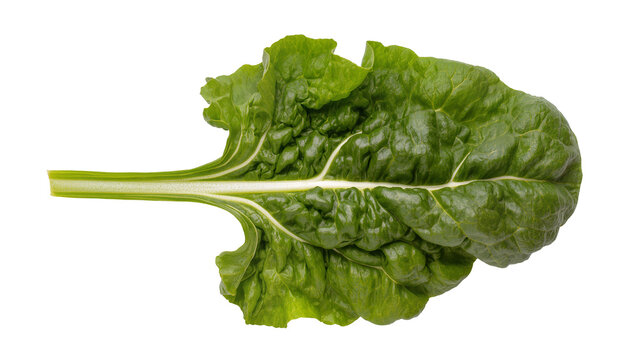 Single fresh green Swiss chard leaf with prominent white vein, isolated on transparent background