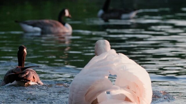 Mute Swan attacking Canadian Goose
