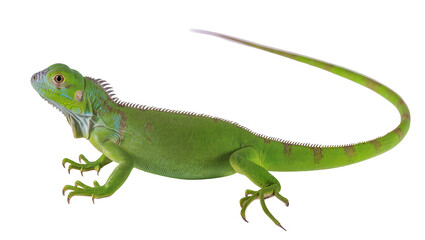 Fototapeta premium Vibrant green iguana with spiky dorsal crest, isolated on transparent background