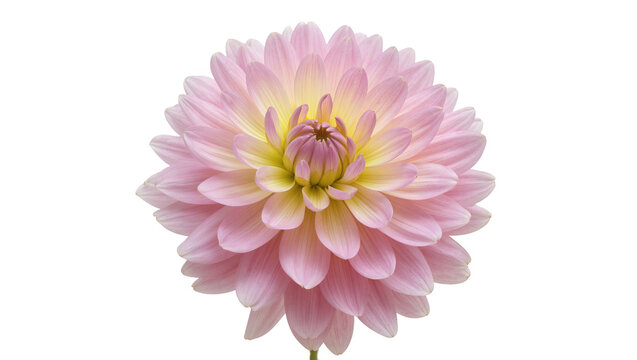 Delicate pink dahlia flower with yellow center, isolated on transparent background