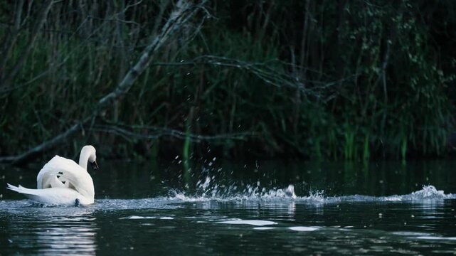 Mute Swan attacking Canadian Goose