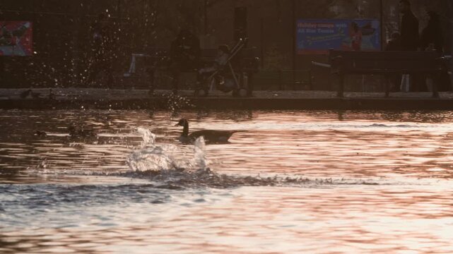 American coot fighting 