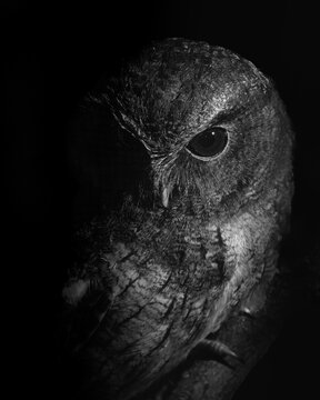 Owl in the nigth