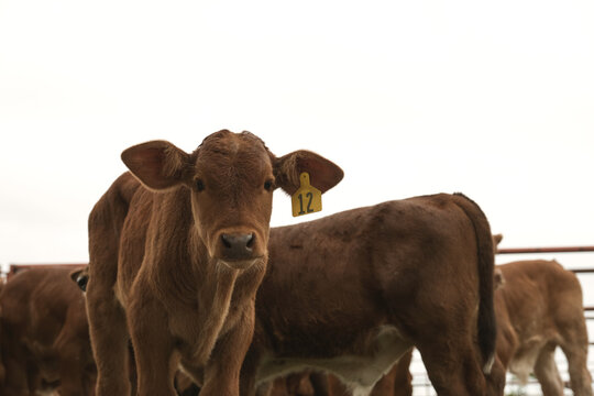 Beefmaster calves on Texas cattle ranch shows young cows closeup in pen during spring season works, livestock animal care concept for agriculture.