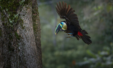toucan on a tree © LuisFernando