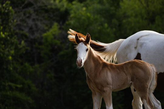 Bald face colt foal horse with copy space on background for farm and ranch concept in spring season with baby animal.