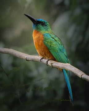 Tropical great jacamar