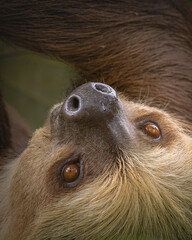  Two-toed sloth closeup © LuisFernando