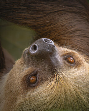 
Two-toed sloth closeup