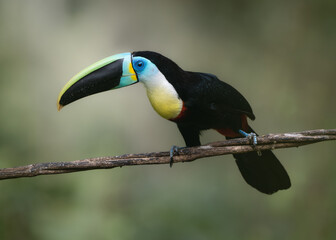 toucan on a branch © LuisFernando