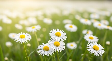 Fototapeta premium Field of daisies in sunlight a springtime meadow scene