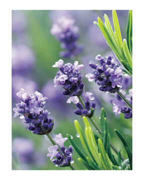 Lavender Flowers with Dew Drops and Soft Green Foliage Macro