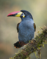 Andean toucan © LuisFernando