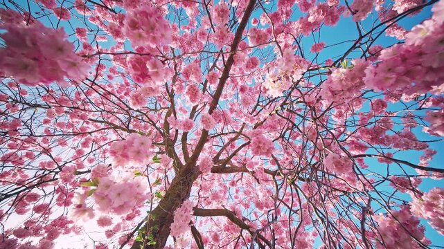 Slow motion cherry blossom tree with cinematic circular camera movement. Sakura branches gently sway in a light spring breeze against a clear blue sky, creating a calm and immersive nature scene.