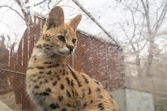 A serval (bush cat) in an enclosure at Belgrade Zoo in Belgrade, Serbia.