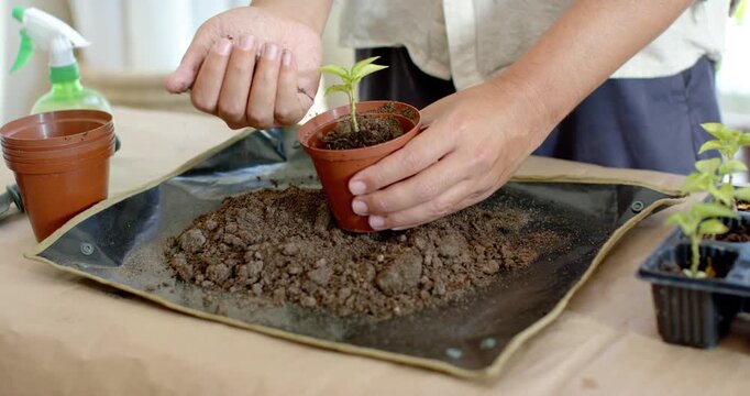 Non-binary person placing pot on mat and adding soil around seedling for repotting at bright table