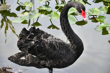 black swan © Dave