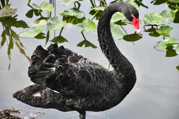 Gardinen Schwan black swan  © Dave