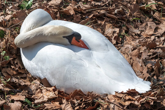 H&ouml;ckerschwan