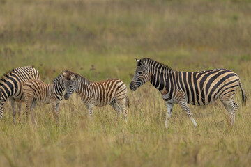 Obraz premium A plains zebra (Equus quagga) with two foals grazing on grass in the African bush