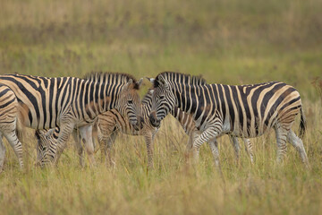 Obraz premium Plains zebras (Equus quagga) grazing on grass in the African bush
