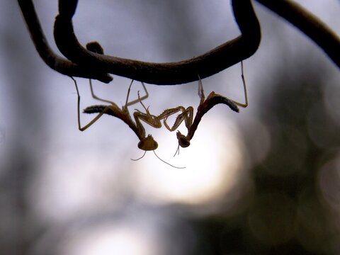 two small praying mantises on a plant