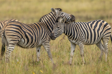 Obraz premium Two plains zebra (Equus quagga) rubbing against each other affectionately in the African bush