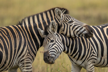 Fototapeta premium Two plains zebra (Equus quagga) rubbing against each other affectionately in the African bush