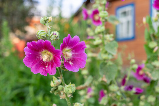 Pink hollyhock flowers blooming in garden with wooden house background