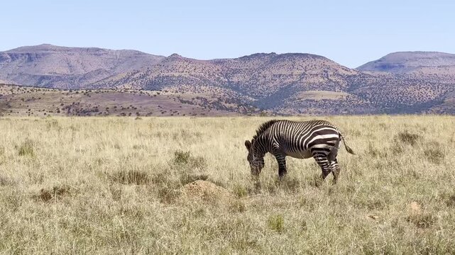 Mountain Zebra grazing in Karoo game reserve
