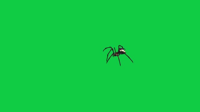 Realistic spider Tarantula moving walking spider net spiderman ant bees fly scorpion The concept of animal, wildlife, horror Halloween 3d animation Green Screen  4K UHD background