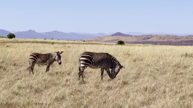 Mountain Zebra grazing in Karoo game reserve
