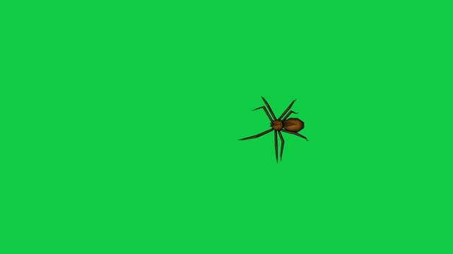 Realistic spider Tarantula moving walking spider net spiderman ant bees fly scorpion The concept of animal, wildlife, horror Halloween 3d animation Green Screen  4K UHD background