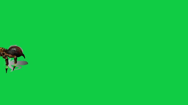 Realistic spider Tarantula moving walking spider net spiderman ant bees fly scorpion The concept of animal, wildlife, horror Halloween 3d animation Green Screen  4K UHD background