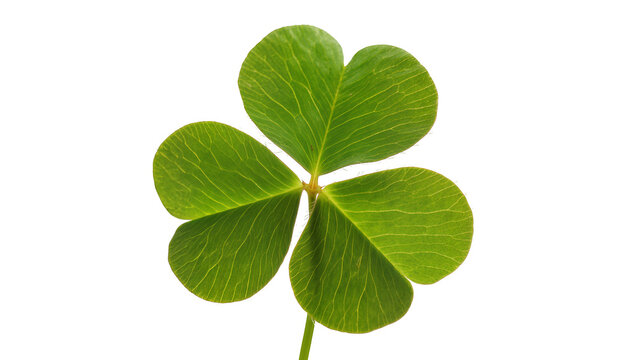 Isolated vibrant green four-leaf clover, a symbol of good luck and fortune in nature