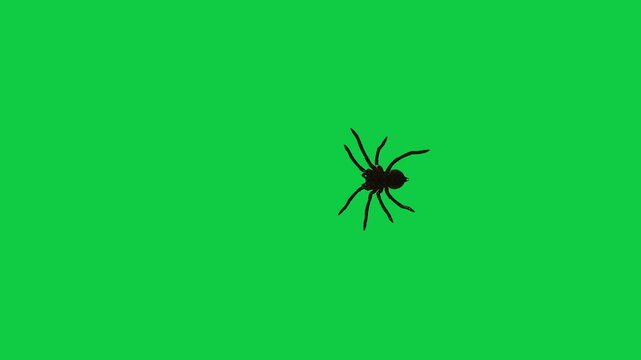 Realistic spider Tarantula moving walking spider net spiderman ant bees fly scorpion The concept of animal, wildlife, horror Halloween 3d animation Green Screen  4K UHD background