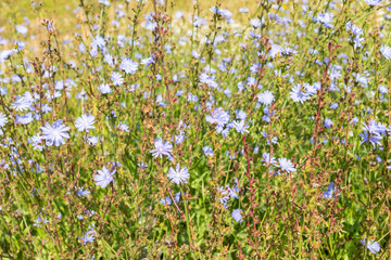 Fototapeta premium Lot of chicory flowers blooming in a field, showcasing vibrant blue petals
