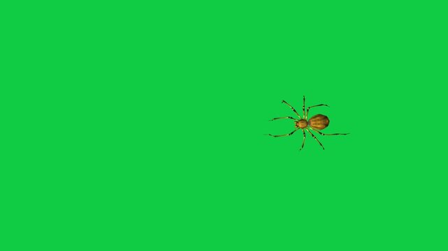 Realistic spider Tarantula moving walking spider net spiderman ant bees fly scorpion The concept of animal, wildlife, horror Halloween 3d animation Green Screen  4K UHD background