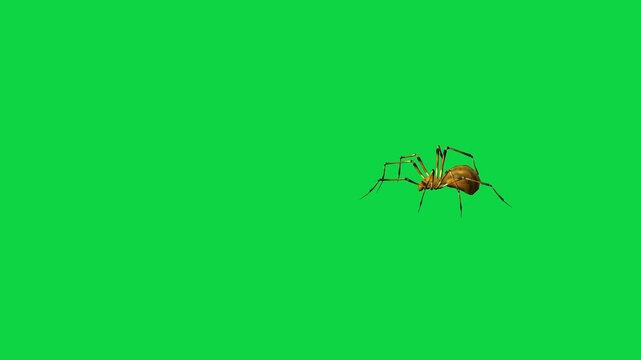 Realistic spider Tarantula moving walking spider net spiderman ant bees fly scorpion The concept of animal, wildlife, horror Halloween 3d animation Green Screen  4K UHD background
