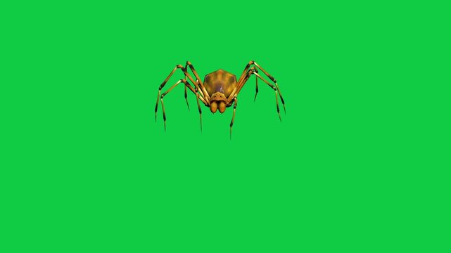 Realistic spider Tarantula moving walking spider net spiderman ant bees fly scorpion The concept of animal, wildlife, horror Halloween 3d animation Green Screen  4K UHD background