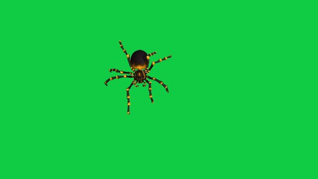 Realistic spider Tarantula moving walking spider net spiderman ant bees fly scorpion The concept of animal, wildlife, horror Halloween 3d animation Green Screen  4K UHD background