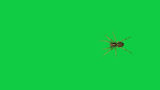 Realistic spider Tarantula moving walking spider net spiderman ant bees fly scorpion The concept of animal, wildlife, horror Halloween 3d animation Green Screen  4K UHD background
