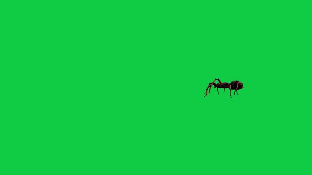 Realistic spider Tarantula moving walking spider net spiderman ant bees fly scorpion The concept of animal, wildlife, horror Halloween 3d animation Green Screen  4K UHD background